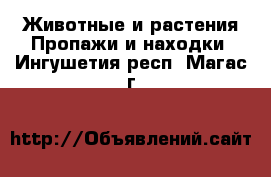 Животные и растения Пропажи и находки. Ингушетия респ.,Магас г.